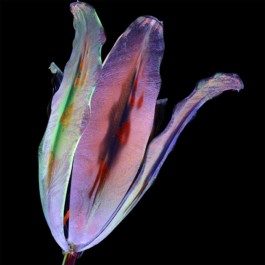 SUPER MODEL SERVICES 3D