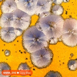 SUPER MODEL SERVICES 3D